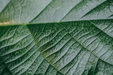 Canlı yeşil yaprak, doğada bulunan doğal güzelliği vurgulayarak karmaşık damar desenleri ve dokular sergiliyor. Güneş ışığı tazeliğini arttırır, ayrıntıları vurgulayarak nadiren yakından fark edilir..