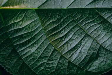 Üst üste binen yeşil yaprakların yakın çekimi güneş ışığıyla aydınlatılan karmaşık dokularını ve desenlerini ortaya çıkarır. Damarlar ve yüzey detayları doğanın tasarımı ve yapısının güzelliğini vurgular..