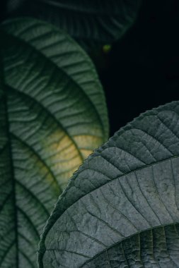 Detaylı dokulara sahip yemyeşil yapraklar, doğanın güzelliğini ve karmaşıklığını gösteren karanlık bir zemin karşısında hafifçe aydınlatılır. Karmaşık desenler ve şekiller bitki yaşamının canlılığını vurgular..