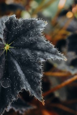 Koyu yeşil bir yaprağın detaylı bir yakın çekimi kenarı boyunca ince tüyler sergiliyor ve çeşitli yeşillik renklerinde bulanık bir zemin oluşturuyor. Karmaşık doku, huzurlu bir ortamda doğanın güzelliğini vurgular..