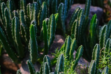 Bereketli ve uzun kaktüsler kayaların arasında gelişerek eşsiz şekillerini ve dokularını parlak güneş ışığında sergiliyorlar. Parlak yeşil gövde, doğal çevreyle güzel bir tezat oluşturuyor..