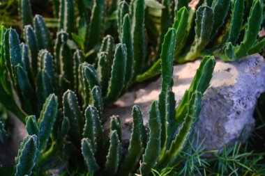 Canlı bir bahçede, yerden yükselen uzun yeşil kaktüslerin eşsiz şekilleri gökyüzüne doğru uzanıyor. Kaya oluşumları peyzaja doku ekler, davetkar bir doğal ortam yaratır..