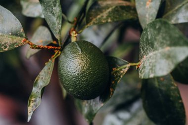 Tek bir yeşil avokado, bir ağaç dalındaki canlı yaprakların arasına yerleşmiş, bu verimli manzaranın doğal güzelliğini vurgulayarak yaprakların arasından süzülürken görülür..