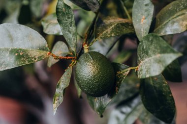 Olgun yeşil bir avokado, canlı yapraklarla çevrili sağlıklı bir ağaçtan sarkır, gündüz saatlerinde bir bahçede doğal çevreyi gösterir, büyüme ve tazeliği vurgular..