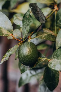 Bahçedeki yeşil yapraklarla çevrili bir dalda tek bir avokado asılı duruyor. Güneş ışığı yaprakların arasından süzülerek meyvenin dokusunu ve bitkinin doğal güzelliğini vurgular..