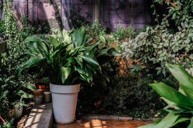 Canlı bir bahçe köşesinde verimli yeşilliklerle çevrili büyük bir saksı bitkisi bulunur. Güneş ışığı yaprakların arasından süzülerek huzur verici, davetkar bir atmosfer yaratır. Rahatlamak ve doğayı takdir etmek için mükemmel bir ortam..