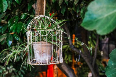 Büyüleyici bir saksı bitkisi canlı yeşilliklerle çevrili süslü bir kuş kafesinde asılı duruyor. Bu rahat bahçe köşesi rahatlamak ve doğanın güzelliğinin tadını çıkarmak için mükemmel sakin bir atmosfer yaratıyor..