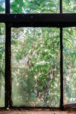 Güneş ışığı yıpranmış bir pencereden süzülüp tozlu camların hemen ötesinde canlı yeşil yapraklar sergiliyor. Sahne, doğanın evle buluştuğu sakin ve huzurlu bir anı yakalar..