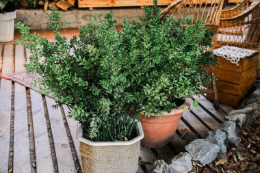 Bereketli yeşil saksı bitkileri sıcak bir kapalı alanda ahşap bir zeminde otururlar. Bitkiler, doğal ışıkla aydınlatılan, uzayda filtrelenen, kırsal atmosferi geliştiren doğal dekora doğanın bir dokunuşunu getirirler..