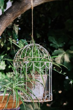 Bir ağaç dalından sarkık metal bir kafes sarkıyor ve içinde gelişen bir saksı bitkisi tutuyor. Çevreleyen yeşillik, bahçedeki doğanın güzelliğini vurgulayan sakin bir atmosfer yaratıyor..