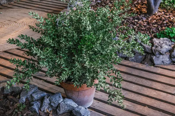 Yeşilli yeşil bir saksı, taşlarla ve düşen yapraklarla çevrili ahşap bir güvertede oturur. Sıcak öğleden sonra ışığı yumuşak gölgeler bırakır, doğal güzelliği olan sakin bir bahçe atmosferi yaratır..