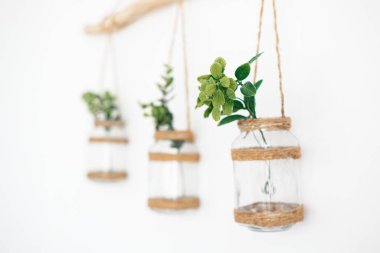 Yeşil bitkilerle dolu üç asma cam kavanoz minimalist bir duvar görüntüsü oluşturur.