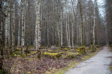 Uzun ağaçlar ve kışın yosun kaplı topraklarla kaplı sessiz bir orman yolu..