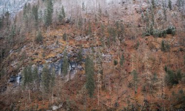 Ağaçlar, soğuk havaya çökerken dağlık bir yamaçta sonbahar renklerini sergiler..