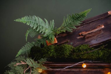 Eğreltiotları ve yosunlar, sakin suyun yanındaki ahşap bir sandığı parlak ışıklarla süsler..