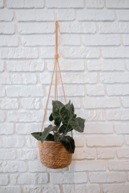 Beyaz tuğlalı bir duvarda dokuma sepetinde yeşil bir bitki asılı duruyor..