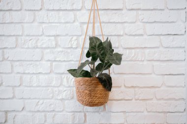 Yeşil bir bitki örülmüş bir sepetin içinde beyaz bir tuğla duvara asılı duruyor..