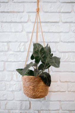 Yemyeşil bir bitki, beyaz bir tuğla zemin üzerinde dokuma sepetinde zarif bir şekilde asılı duruyor..