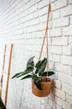 Bir dokuma sepetinde duvardan sarkan yeşil yapraklı canlı bir bitki bulunur..