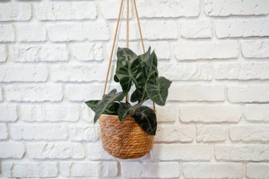 Güzel yeşil bir bitki, beyaz bir duvarda örülmüş bir sepetin içinde asılı duruyor..