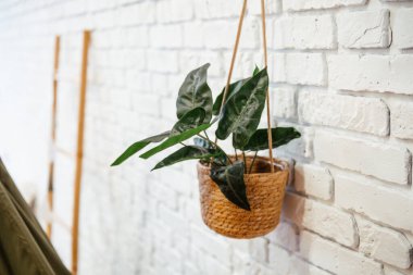 Beyaz tuğlalı bir duvarda dokuma sepetinde yeşil bir bitki asılı duruyor..