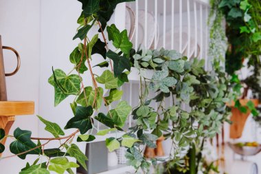 Yeşiller yemyeşil sarmaşıklar rafları süslüyor, rahat bir mutfak alanının sıcaklığını arttırıyor..