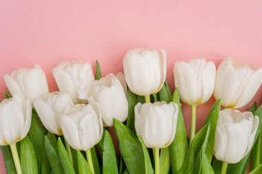 Yeşil yapraklı taze beyaz laleler pembe bir arka planda güzelce düzenlenmiştir..
