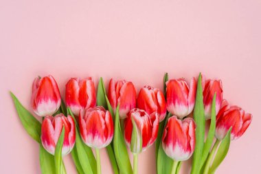 Yeşil saplı parlak kırmızı laleler yumuşak pembe bir yüzeye dizilir..