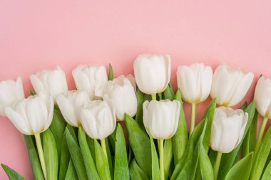 Açık pembe yüzeyde yeşil yapraklı taze beyaz laleler hoş bir görüntü yaratır..