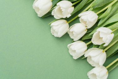 Yumuşak yeşil bir yüzey üzerinde yumuşak bir düzende taze beyaz laleler..