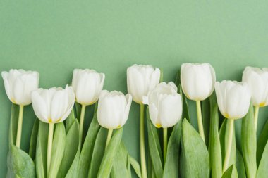 Taze kesilmiş yeşil yapraklı beyaz laleler rahatlatıcı yeşil bir zemin oluşturur..