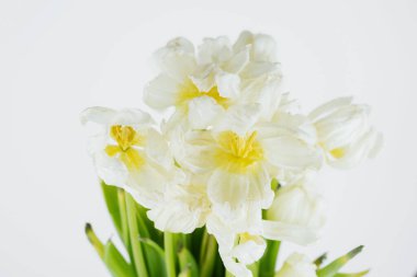 Beyaz kurumuş lale çiçekleri kapanıyor.