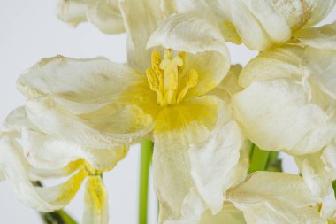 Beyaz kurumuş lale çiçekleri kapanıyor.