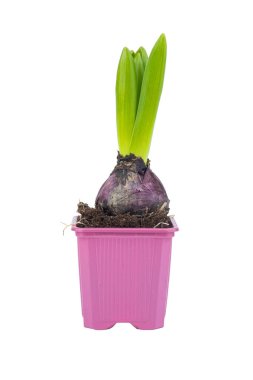 Beyaz arka planda izole edilmiş bir saksının içindeki sümbül bitkisi.