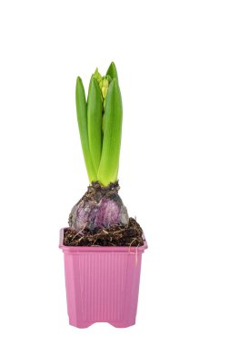 Hyacinth Flower in a Pot Isolated on White Background clipart