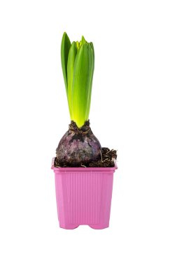 Hyacinth Flower in a Pot Isolated on White Background clipart