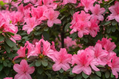 pembe açelya çiçek çiçeklenme