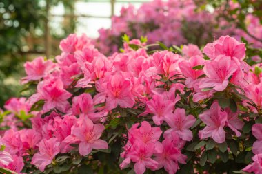 pembe açelya çiçek çiçeklenme