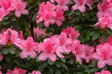 pembe açelya çiçek çiçeklenme