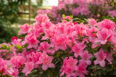 pembe açelya çiçek çiçeklenme