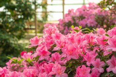 pembe açelya çiçek çiçeklenme