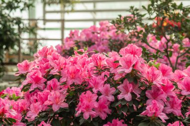 pembe açelya çiçek çiçeklenme