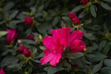 Kapalı tomurcuklu kırmızı açelya çiçekleri.