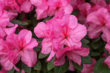 Çiçekli pembe açelya çiçekleri, arka planda azalia çiçekleri 