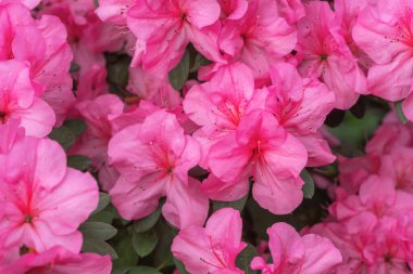 Çiçekli pembe açelya çiçekleri, arka planda azalia çiçekleri 