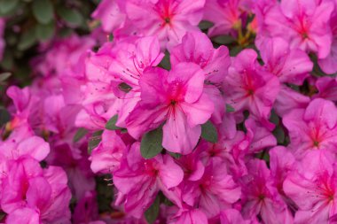Çiçekli pembe açelya çiçekleri, arka planda azalia çiçekleri 