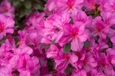 Çiçekli pembe açelya çiçekleri, arka planda azalia çiçekleri 