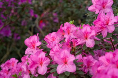 Çiçekli pembe açelya çiçekleri, arka planda azalia çiçekleri 