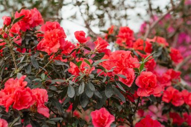 Kapalı tomurcuklu kırmızı açelya çiçekleri.