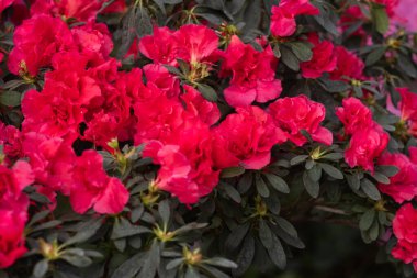 Kapalı tomurcuklu kırmızı açelya çiçekleri.